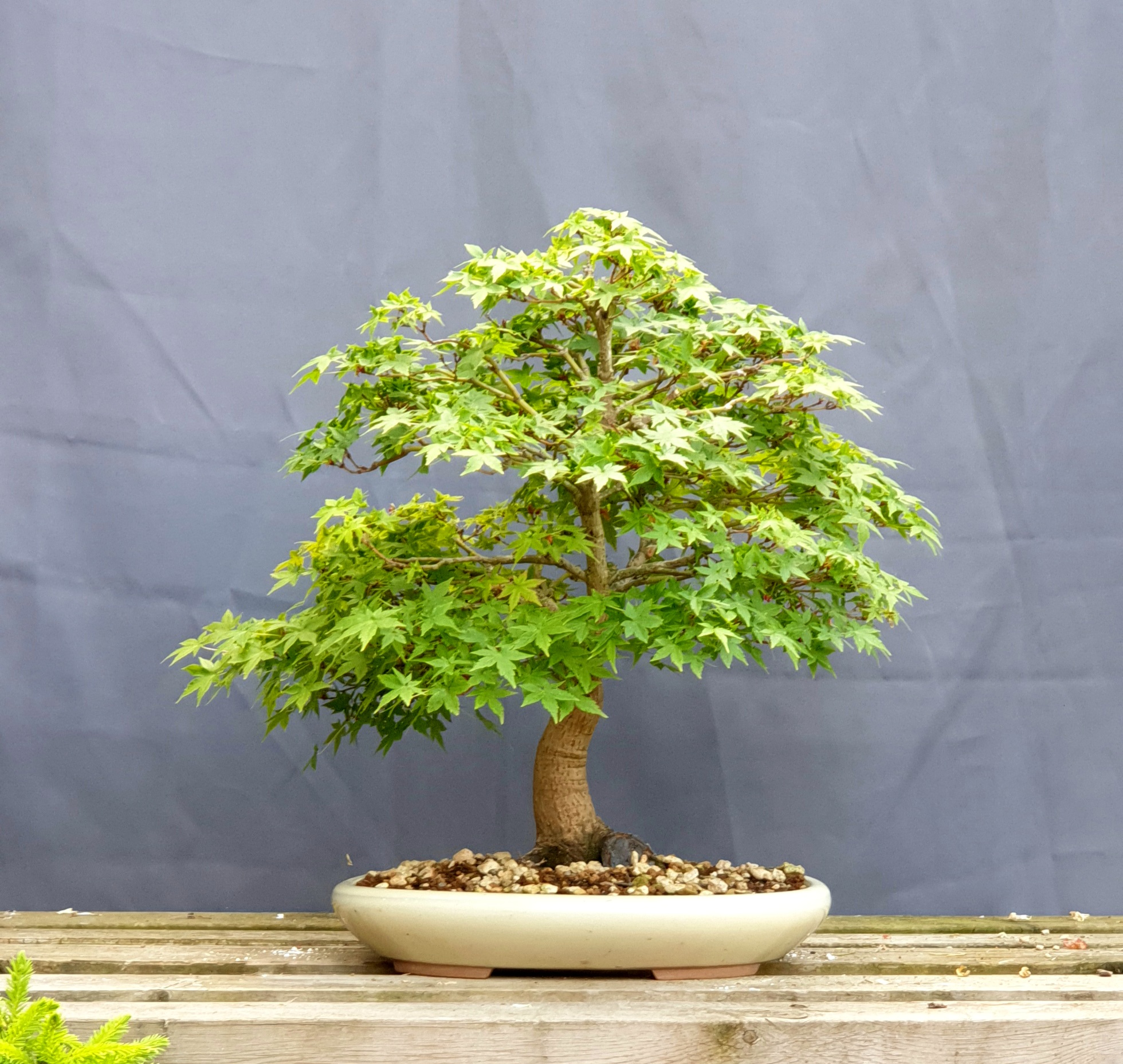 Acheter un bonsai d'intérieur ou d'extérieur